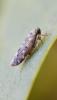 Lamprotettix nitidulus
